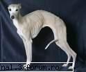 poze haioase - oh..what a cute puppy - poze